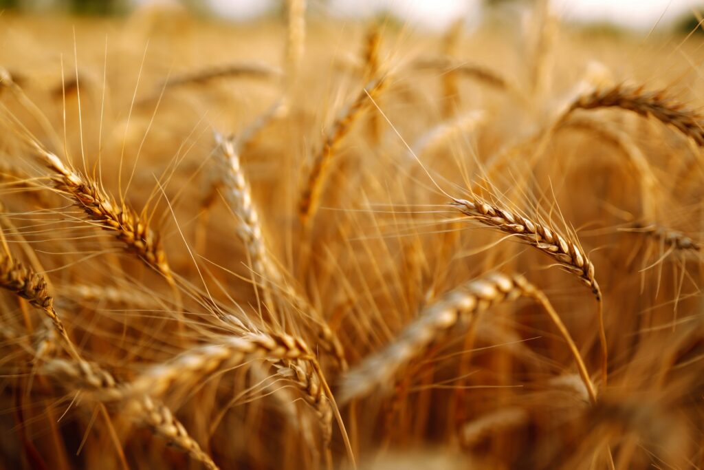 Ears of golden wheat close up. Growth nature harvest. Agriculture farm.