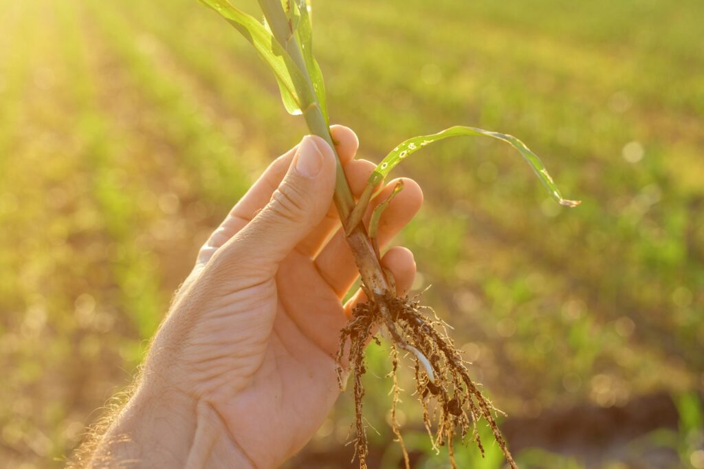 Farmer examining sorghum sprouts in field
