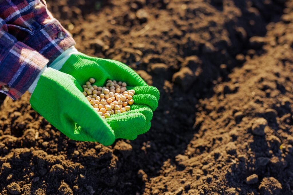 farmer holds soybeans in his hands against the background of the earth, plants soybean