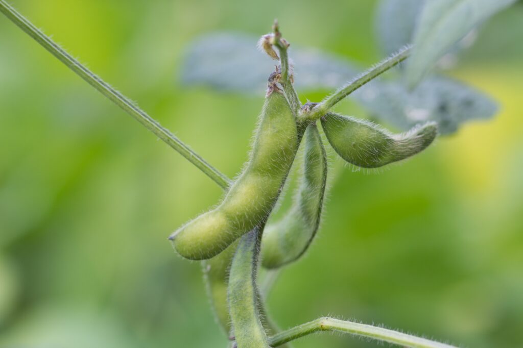 soya beans in pods plant close up