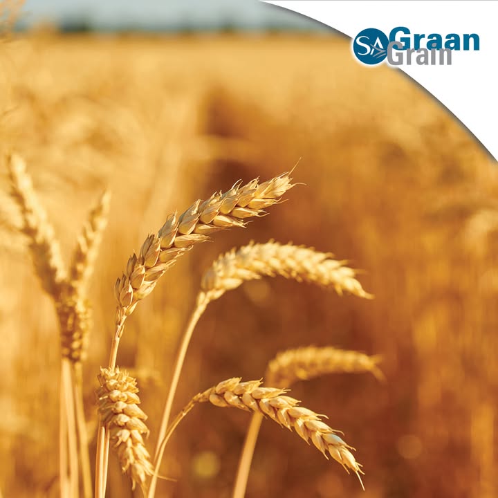 Grain SA/Graan SA